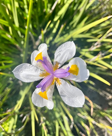Single violet flower close up