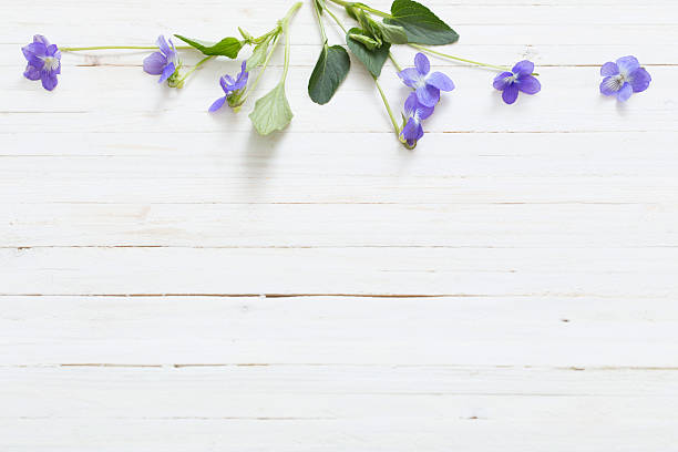 violet flowers on old wooden background violet flowers on old wooden background african violet photos stock pictures, royalty-free photos & images
