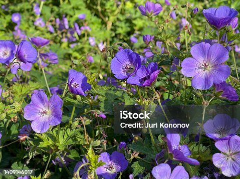 istock Violet flowers 1409146017