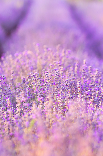 Violet purple lavender field close up. Flowers in pastel colors at blur background