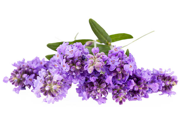Violet  lavendula flowers isolated on white background, close up stock photo