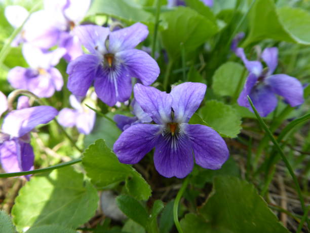 Violet stock photo