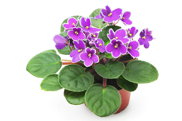 Violet Violet african violet photos stock pictures, royalty-free photos & images