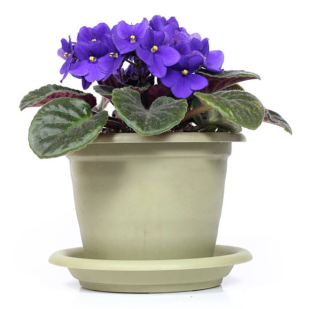 violet  african violet photos stock pictures, royalty-free photos & images