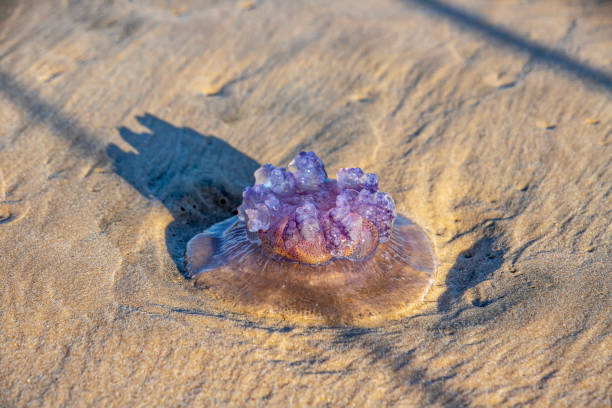 medusa violet rhopilema nomadica sulla sabbia costiera. mar mediterraneo - meduza foto e immagini stock
