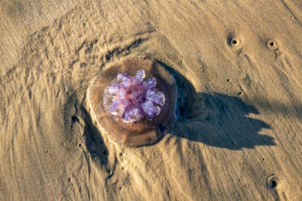 medusa violet rhopilema nomadica sulla sabbia costiera. mar mediterraneo - meduza foto e immagini stock