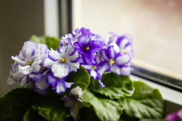 Violet saintpaulias flowers commonly known as african violets parma violets close up isolated Violet saintpaulias flowers commonly known as african violets parma violets close up isolated african violet photos stock pictures, royalty-free photos & images