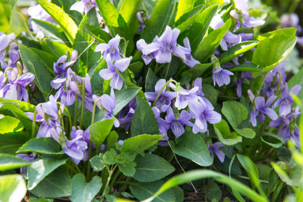 Violet violets flowers bloom in the spring forest. Viola odorata stock photo