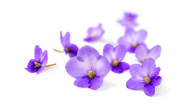 Violets on white background. Violets flowers on white background. Soft focus image with blurred perspective african violet photos stock pictures, royalty-free photos & images