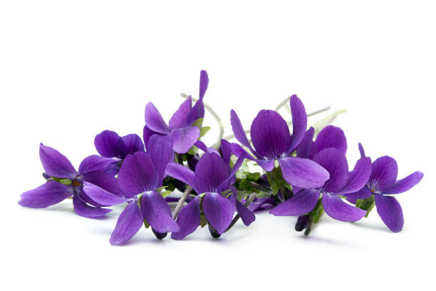 Violets Bunch of violets, over white background.  More flowers: african violet photos stock pictures, royalty-free photos & images