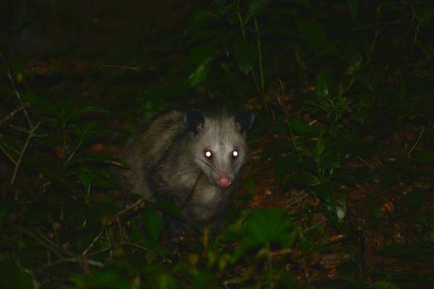 Virginia Opossum (didelphis virginiana) at night Nighttime opossum with bright eyes from flash. virginia opossum stock pictures, royalty-free photos & images