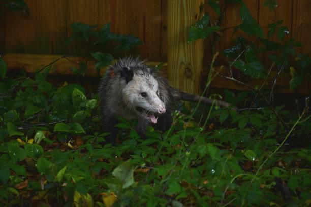 Virginia Opossum (didelphis virginiana) face Virginia Opossum with aggressive stance shows its teeth. virginia opossum stock pictures, royalty-free photos & images