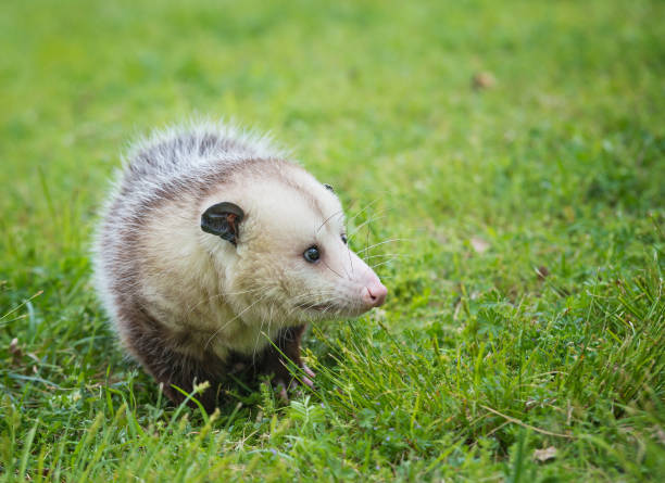 Virginia Opossum foraging for food in grass Male possum, Virginia Opossum, foraging for food in grass virginia opossum stock pictures, royalty-free photos & images