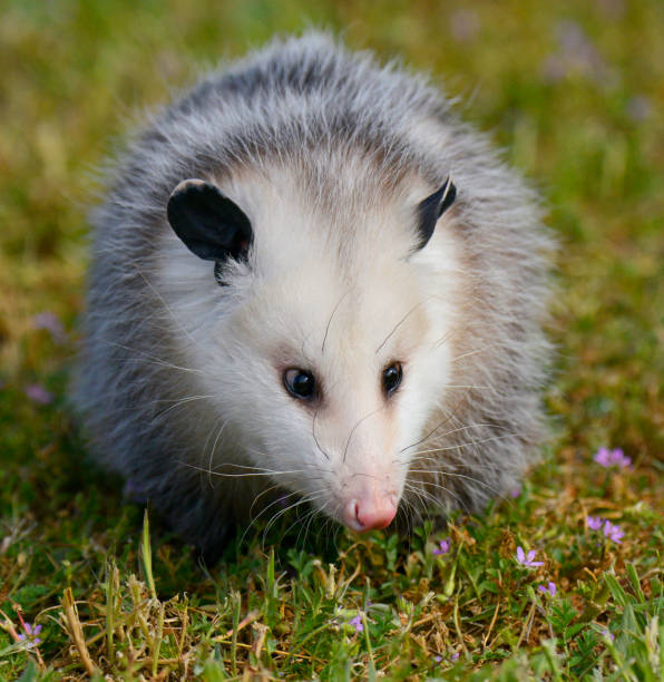 Virginia Opossum Looking Forward Among Tiny Wildflowers Fluffy, cute opossum sitting in grass and small wildflowers. virginia opossum stock pictures, royalty-free photos & images