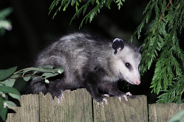 Virginia Opossum on a Fence Profile A Virginia Opossum on a fence at night common opossum stock pictures, royalty-free photos & images