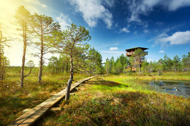 Viru bogs at Lahemaa national park Viru bogs at Lahemaa national park in summer. Wooden path for hiking in sunny day estonia stock pictures, royalty-free photos & images