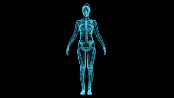Visualized 3D models of the female human body, as well as the human skeleton in X-rays using modern digital X-ray equipment. Front view. stock photo