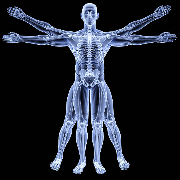 The Human Body Human Skeleton Vitruvian Man X Ray Image Stock Photos, Pictures & Royalty-Free