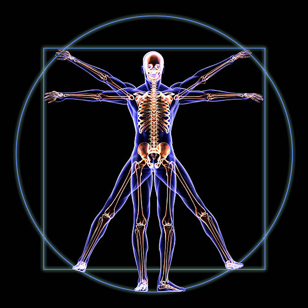 vitruvian skeleton man anatomy - bot lichaamsdeel stockfoto's en -beelden