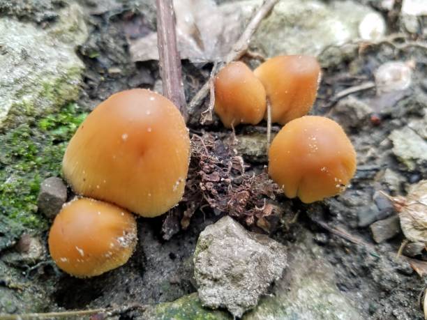 Vivid close-up of smooth mushrooms around rocks stock photo