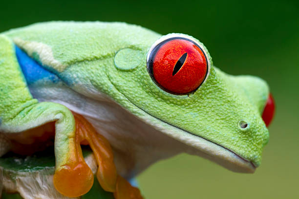 яркий цвет-красноглазая квакша - глаз животного стоковые фото и изображения