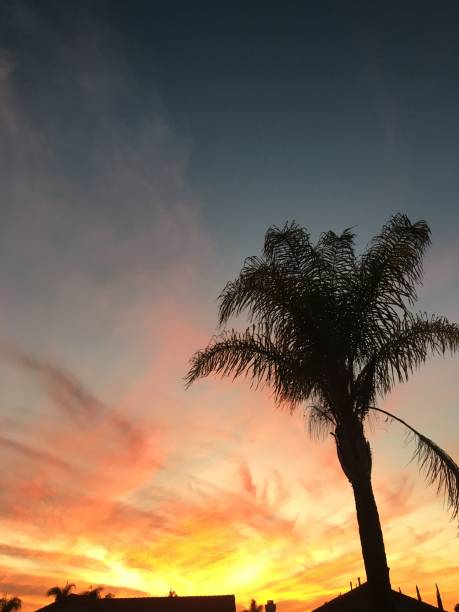Vivid Sunset stock photo