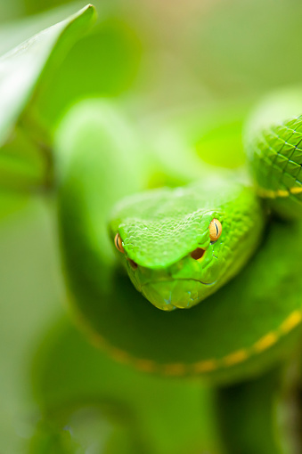 Foto De O Green Pit Viper Da Vogel Esta Na Arvore Selvagem E Mais Fotos De Stock De Animais Em Extincao Istock