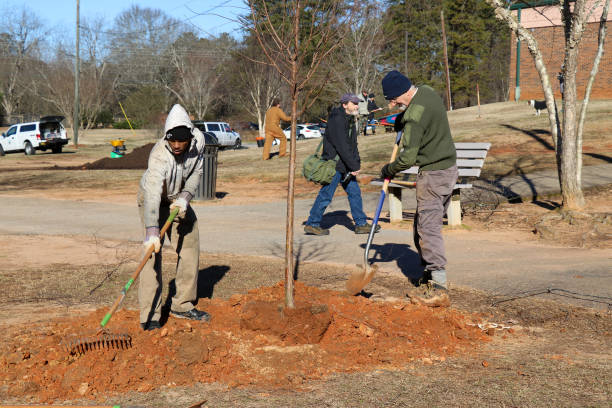 Volunteers plant trees for 2019 MLK Day of Service in Winterville, Georgia. Winterville, Georgia - January 21, 2019: Volunteers participating in the MLK Day of Service plant trees at the Winterville Elementary School. martin luther king jr day stock pictures, royalty-free photos & images