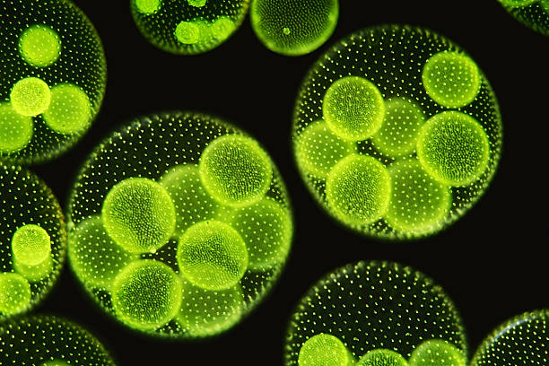Volvox aureus under light microscope on black "focus to daughter coloniesdarkfieldPlease keep in mind the special requirements of a micro photo. Motion blur of live specimen, very shallow depth of field, chromatic aberration and uneven focus are inherent in light microscopy." green algae stock pictures, royalty-free photos & images
