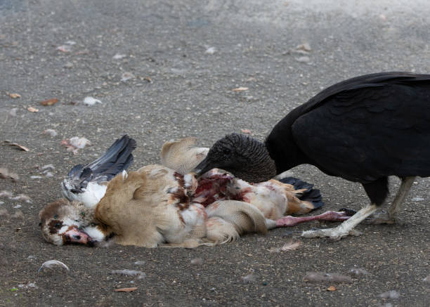 Vulture Dining of Remains of Egyptian Goose Black vulture with dark gray head is feeding on the insides of a car struck Egyptian goose on a feather strewn road. carrion stock pictures, royalty-free photos & images