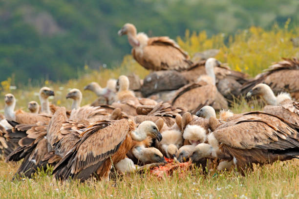Vulture fight in nature. Griffon Vulture, Gyps fulvus, big bird flying in the forest mountain, nature habitat, Madzarovo, Bulgaria, Eastern Rhodopes. Wildlife scene from Balkan. stock photo