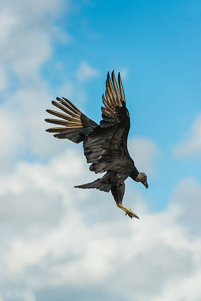Vulture Black Vulture ready to land at the seashore in Bahia state - Brazil american black vulture stock pictures, royalty-free photos & images