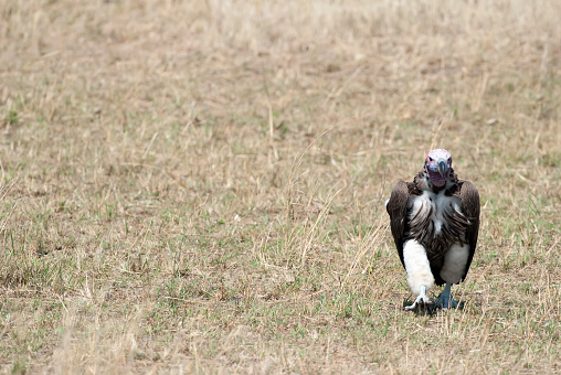 Vulture scavenger walking on the African savannah, Kenya