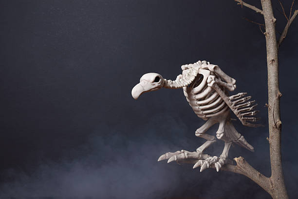 squelette de vautour sur un arbre à feuilles caduques - squelette oiseau photos et images de collection