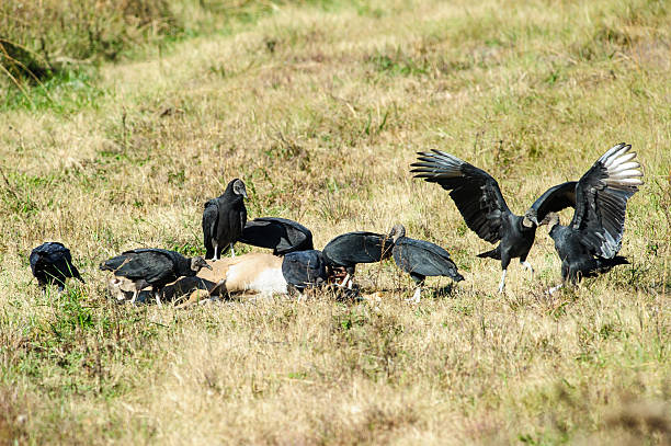 Vultures feeding on deer A group of black vultures gather around a deer carcass for feeding on the remains. american black vulture stock pictures, royalty-free photos & images