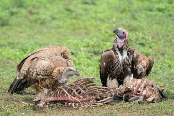 Vultures Scavaging a Wildebeest Carcass Rüppell's vultures (Gyps rueppelli) and wildebeest carcass. Ndutu region of Ngorongoro Conservation Area, Tanzania, Africa scavenging stock pictures, royalty-free photos & images