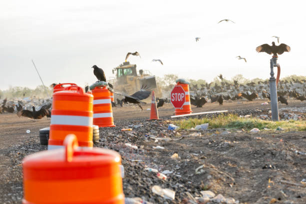 Vultures waiting to swoop in after bulldozer pushes trash at the landfill stock photo