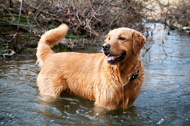 wading golden retriever stock photo