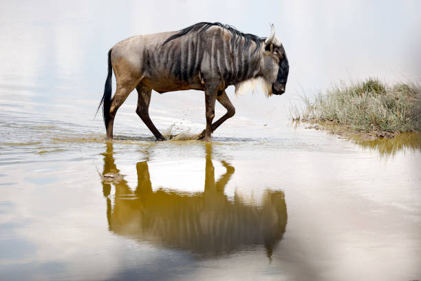 Wading Wildebeest stock photo