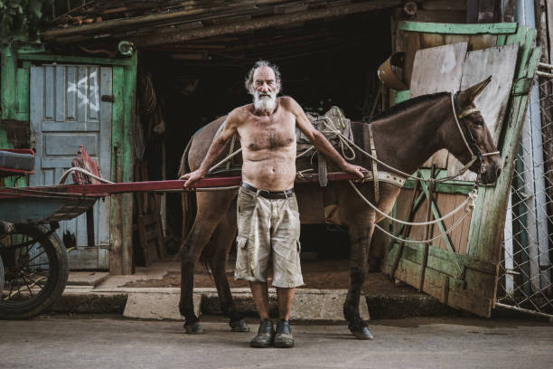 vagn häst arbetare, brasilien - horse working bildbanksfoton och bilder