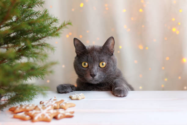 favoriete gerecht wachten - christmas cat stockfoto's en -beelden