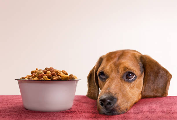 waiting young beagle waits for food...has been blurred some so focus is on eyes and actual dog food. dog food stock pictures, royalty-free photos & images
