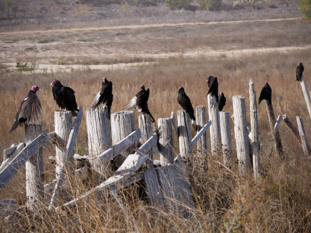 A Wake of Turkey Vultures stock photo