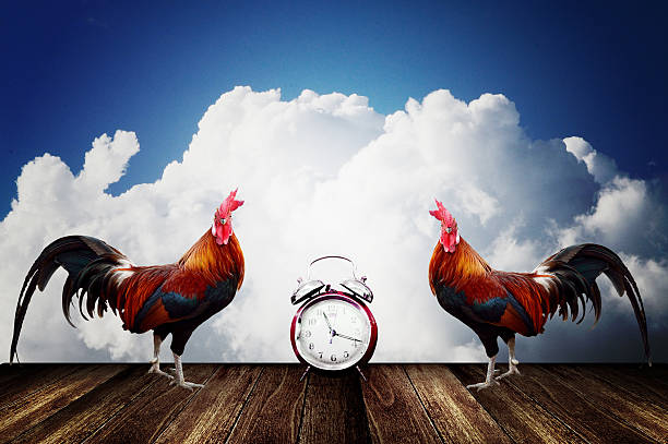 Wake up with rooster crows concept stock photo