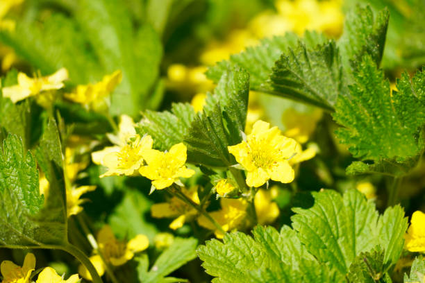 Waldsteinia ternata, golden strawberry close-up. Green perennial in the garden with yellow flowers. stock photo