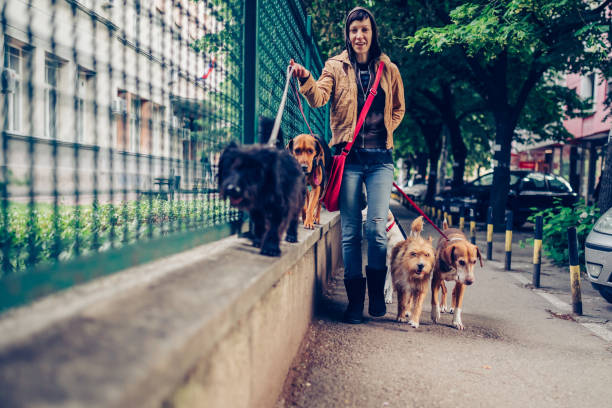 Walk with loving dogs stock photo