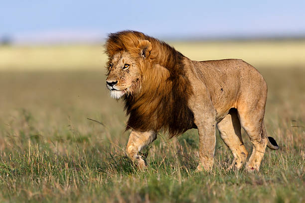 Walking big Lion Ron in Masai Mara stock photo