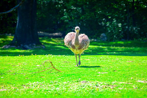 Walking Emu bird on the green meadow . Dromaius novaehollandiae bird living in Australia