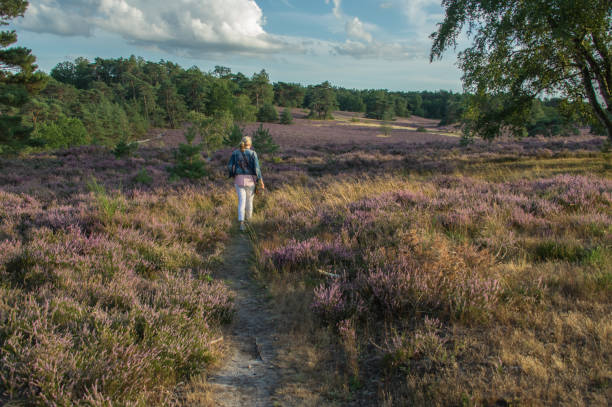 wandelen in de bloeiende heide - pensioen nederland stockfoto's en -beelden