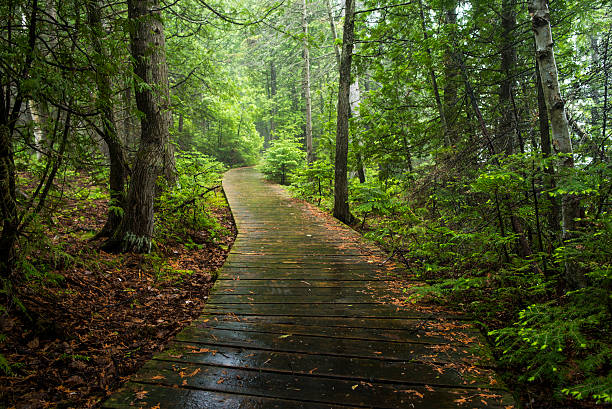Walking in the wet forest Walking along the cypress lake trail in Bruce Peninsula National park. bruce peninsula national park stock pictures, royalty-free photos & images